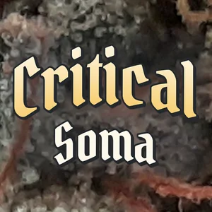 Critical Soma Cannabis Strain