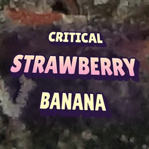 Critical Strawberry Banana Cannabis Strain