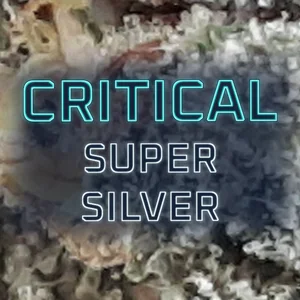Critical Super Silver Cannabis Strain