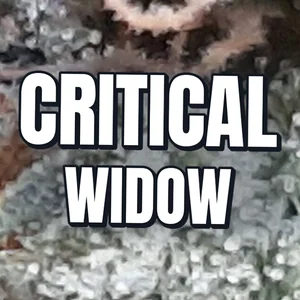 Critical Widow Cannabis Strain