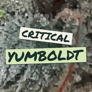 Critical Yumboldt Cannabis Strain