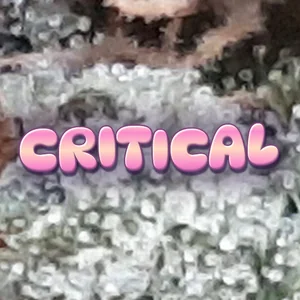 Critical Cannabis Strain