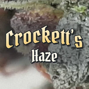Crockett’s Haze Cannabis Strain