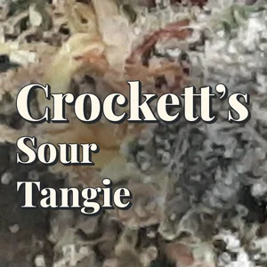 Crockett’s Sour Tangie Cannabis Strain