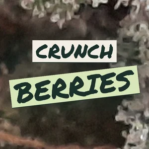 Crunch Berries Cannabis Strain
