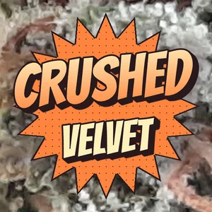 Crushed Velvet Cannabis Strain