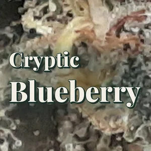 Cryptic Blueberry Cannabis Strain