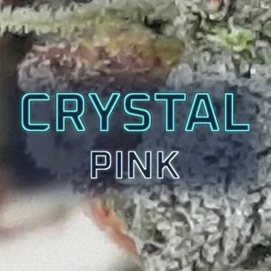Crystal Pink Cannabis Strain
