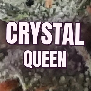 Crystal Queen Cannabis Strain