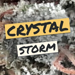Crystal Storm Cannabis Strain