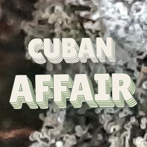 Cuban Affair Cannabis Strain