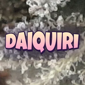 Daiquiri Cannabis Strain