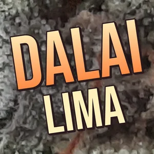 Dalai Lima Cannabis Strain
