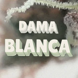 Dama Blanca Cannabis Strain