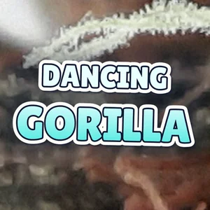 Dancing Gorilla Cannabis Strain