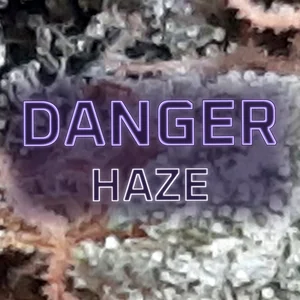 Danger Haze Cannabis Strain