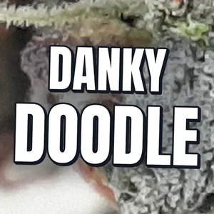 Danky Doodle Cannabis Strain