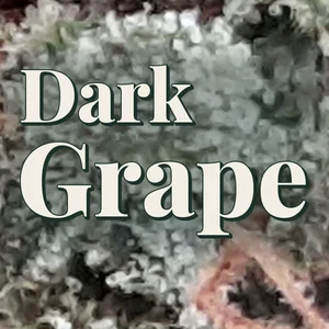 Dark Grape Cannabis Strain