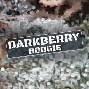 Darkberry Boogie Cannabis Strain