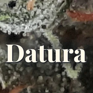 Datura Cannabis Strain