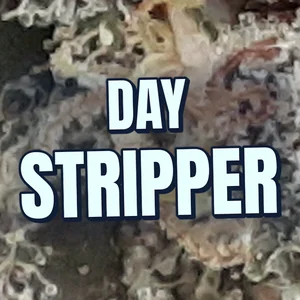 Day Stripper Cannabis Strain