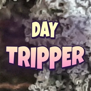 Day Tripper Cannabis Strain