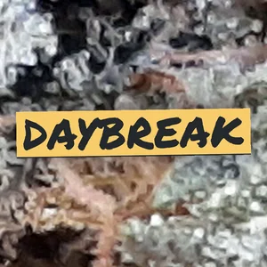 Daybreak Cannabis Strain