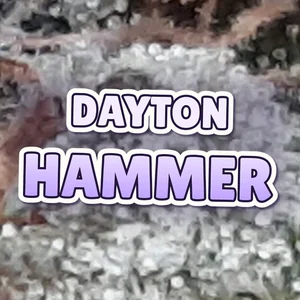 Dayton Hammer Cannabis Strain
