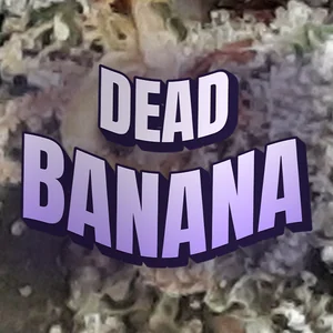 Dead Banana Cannabis Strain