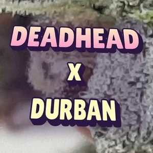 Deadhead x Durban Cannabis Strain