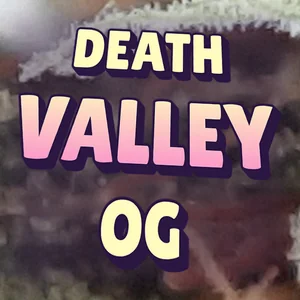 Death Valley OG Cannabis Strain