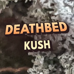 Deathbed Kush Cannabis Strain
