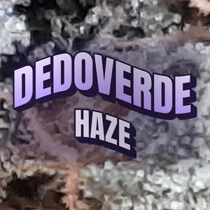 Dedoverde Haze Cannabis Strain