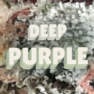 Deep Purple Cannabis Strain