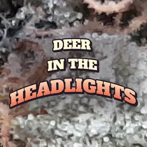 Deer in the Headlights Cannabis Strain