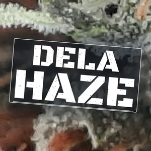 Dela Haze Cannabis Strain
