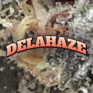 DelaHaze Cannabis Strain