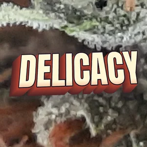Delicacy Cannabis Strain