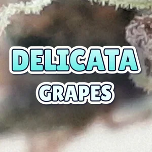 Delicata Grapes Cannabis Strain