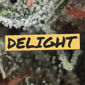 Delight Cannabis Strain