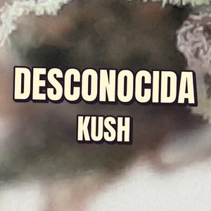 Desconocida Kush Cannabis Strain