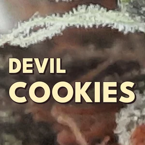 Devil Cookies Cannabis Strain