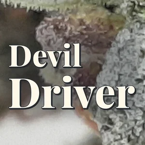 Devil Driver Cannabis Strain