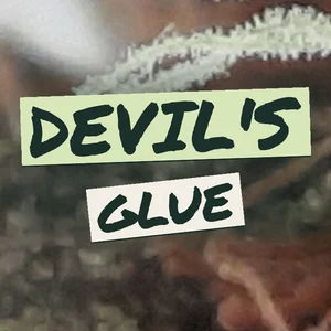 Devil's Glue Cannabis Strain