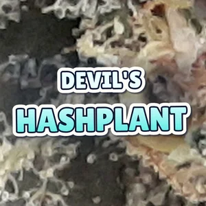 Devil's Hashplant Cannabis Strain