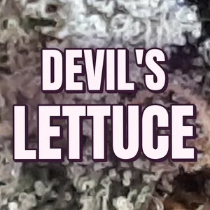 Devil's Lettuce Cannabis Strain