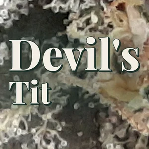Devil's Tit Cannabis Strain