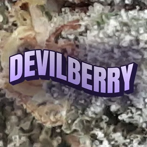 Devilberry Cannabis Strain