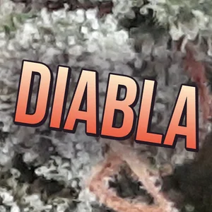 Diabla Cannabis Strain