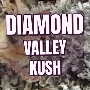 Diamond Valley Kush Cannabis Strain